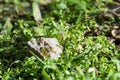 Gold nugget on grass