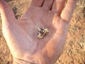 Gold nugget in a man`s hand on the goldfields of Western Australia.