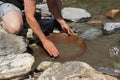 Gold Nugget mining from the River