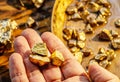 Gold nuggets on a brass plate and on palm. Imitation gold nuggets Royalty Free Stock Photo