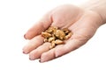 Gold nuggets in hand Royalty Free Stock Photo