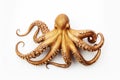 gold octopus on a white background