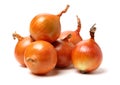 Gold onion vegetable bulbs Royalty Free Stock Photo