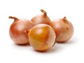 Gold onion vegetable bulbs Royalty Free Stock Photo