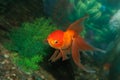 Gold oranda goldfish