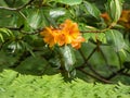 Gold orange copper colored rhododendron in washington garden Royalty Free Stock Photo