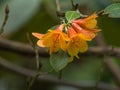 Gold orange copper colored rhododendron in washington garden Royalty Free Stock Photo