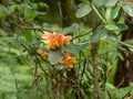 Gold orange copper colored rhododendron in washington garden Royalty Free Stock Photo