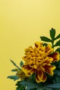 Gold and orange French Marigold flower at bottom corner for copy space portrait