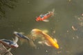 Gold and Orange Koi Fish in Pond Royalty Free Stock Photo