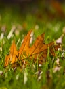 Gold Orange Oak leaf in grass Royalty Free Stock Photo