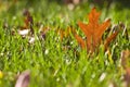 Gold Orange Oak leaf in grass Royalty Free Stock Photo