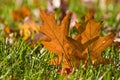 Gold Orange Oak leaf in grass Royalty Free Stock Photo