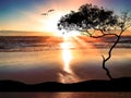 Sunset tree and birds silhouette big moon on starry sky at pink sunset sea summer sea beach blurre light nature landsc