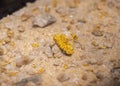 Gold ore rock sample on display at museum in Texas, shiny yellow flecks or veins of gold on the surface of rock, iron oxide copper Royalty Free Stock Photo