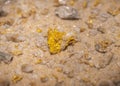 Gold ore rock sample on display at museum in Texas, shiny yellow flecks or veins of gold on the surface of rock, iron oxide copper Royalty Free Stock Photo