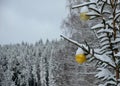 Gold ornaments on a snowy spruce tree. big balls in the background of spruce forest, for Christmas greetings. green coniferous twi Royalty Free Stock Photo