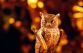 Gold owl figure studio Royalty Free Stock Photo