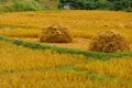 Gold paddy rice Royalty Free Stock Photo