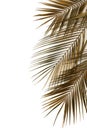 Gold palm leaves frame isolated on a white background. top view. Royalty Free Stock Photo