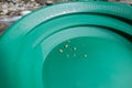 Gold panning. Rare and real Italian gold nuggets in a Garret green pan Royalty Free Stock Photo