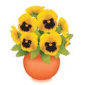 Gold Pansy Flowers in Clay Flowerpot Planter