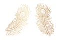 Gold Peacock Feather Design on White Background