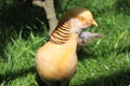 Gold pheasant