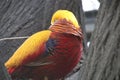 Gold Pheasant in Beijing Zoo, China