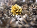 Gold pine cone Royalty Free Stock Photo