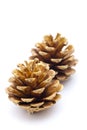 Gold pine cones