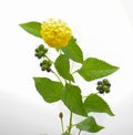 Gold pineland Lantana Verbenaceae - Lantana depressa - yellow cluster flower, bloom, blossom with green leaves, with green and Royalty Free Stock Photo