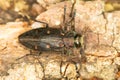 Gold pit oak splendour / Chrysobothris affinis Royalty Free Stock Photo