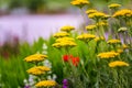 Gold Plate Yarrow in a Green Meadow. Yellow Sommer Flowers. Nature Background Royalty Free Stock Photo