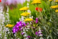 Gold Plate Yarrow with other Flowers in a Green Meadow in Summer Royalty Free Stock Photo