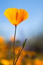 Gold Poppy Royalty Free Stock Photo