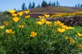 In the foreground gold poppy on a meadow on tenerife Royalty Free Stock Photo