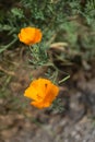 Gold poppy - orange ornamental plant