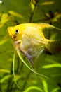 Gold Pterophyllum Scalare in aqarium water, yellow angelfish Royalty Free Stock Photo