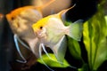 Gold Pterophyllum Scalare in aqarium water, yellow angelfish. Royalty Free Stock Photo