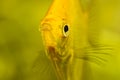 Gold Pterophyllum Scalare in aqarium water, yellow angelfish. detailed closeup Royalty Free Stock Photo