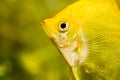 Gold Pterophyllum Scalare in aqarium water, yellow angelfish. detailed closeup Royalty Free Stock Photo