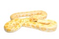 Gold Python,Abino snake Royalty Free Stock Photo