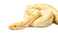 Gold Python,Abino snake Royalty Free Stock Photo