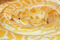 Gold python Royalty Free Stock Photo