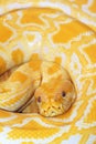 Gold python Royalty Free Stock Photo