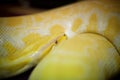 Gold Python : Closeup Royalty Free Stock Photo