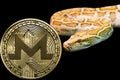 Gold Python and coin cryptocurrency Monero. XMR