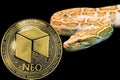 Gold Python and coin cryptocurrency Neo.