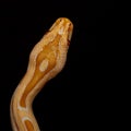 Gold Python, Reticulated python Python reticulatus Royalty Free Stock Photo